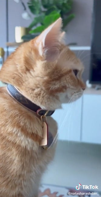 Cat Got Lv Collar 2