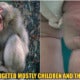 Collage Macaque