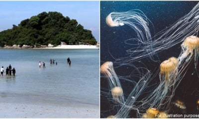 Jellyfish Stings Boy
