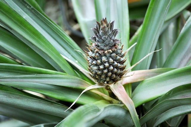 HomeGarden Pineapple