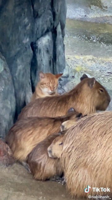 orange cat in capybara family 1