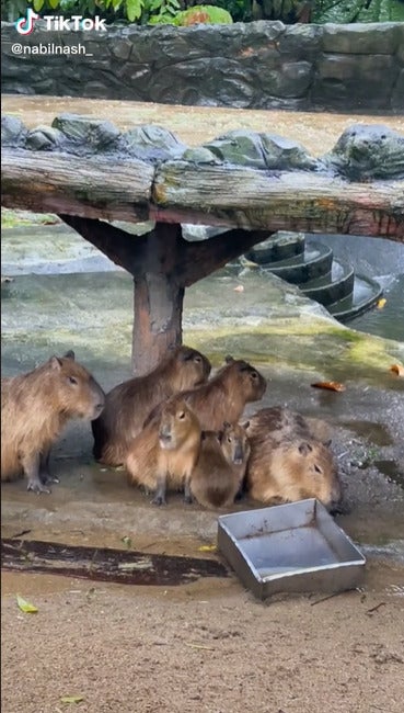 Orange Cat In Capybara Family 2
