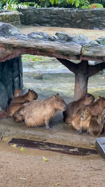 Orange Cat In Capybara Family 3