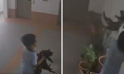 Feat Image Video Singapore Boy Throw Cat