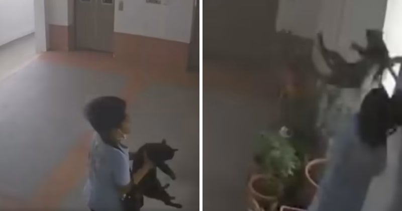 Feat Image Video Singapore Boy Throw Cat