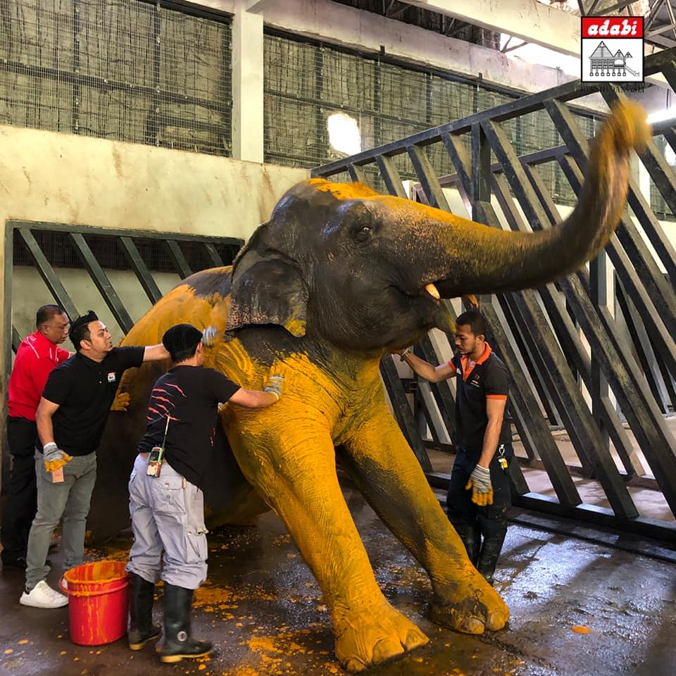 turmeric massage elephant