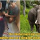 Collage Elephant Attack