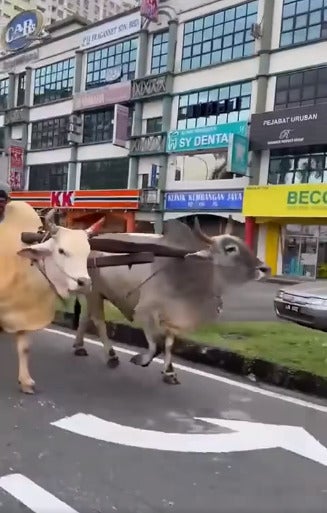 cows 5