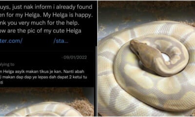 Ft Snake
