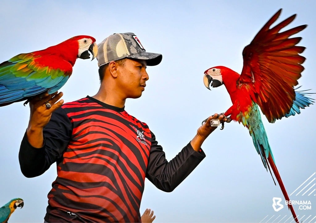 macaw 1