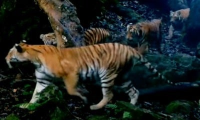 Feat Image Tigress 3 Cubs Thailand