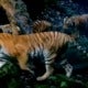 Feat Image Tigress 3 Cubs Thailand