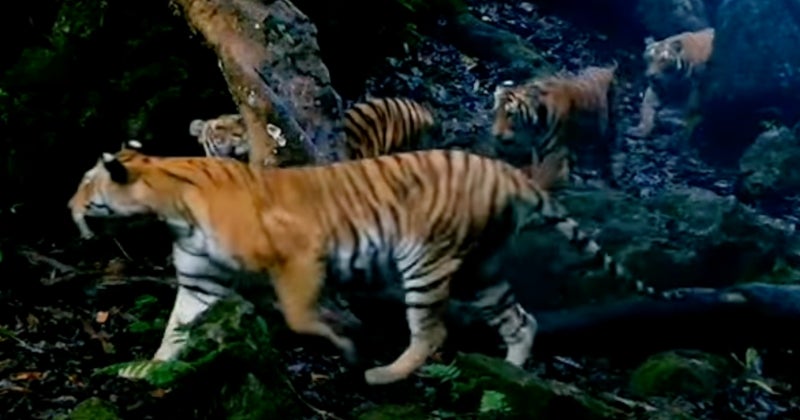 feat image tigress 3 cubs thailand