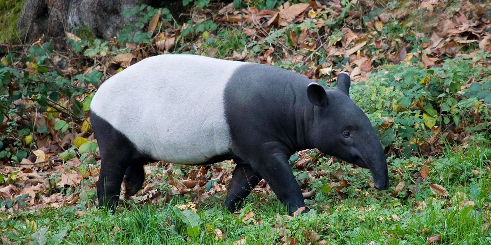 00 get to know the tapir the animal thats replanting our rainforests getty cropped
