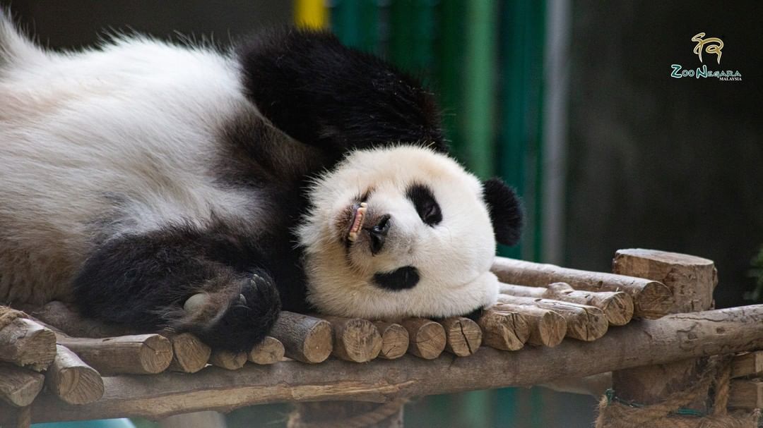 Panda Zoo Negara