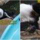 Pandas Return Postponed
