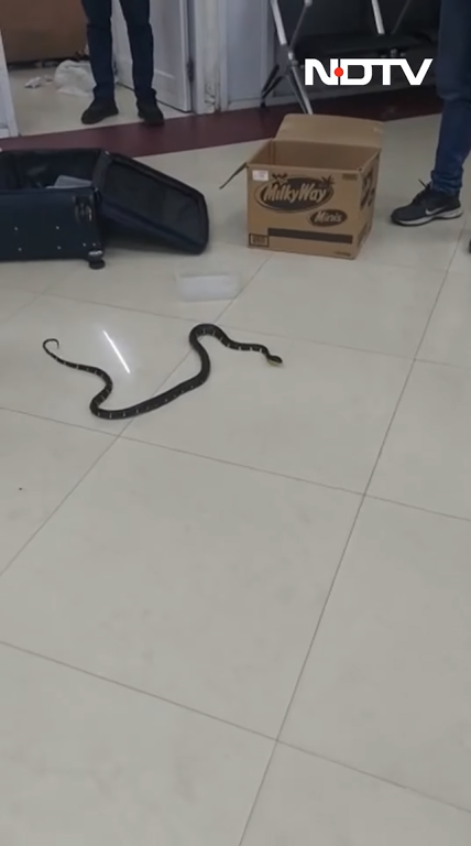 snake slither smuggling