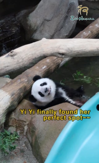 Zoo Negara Panda