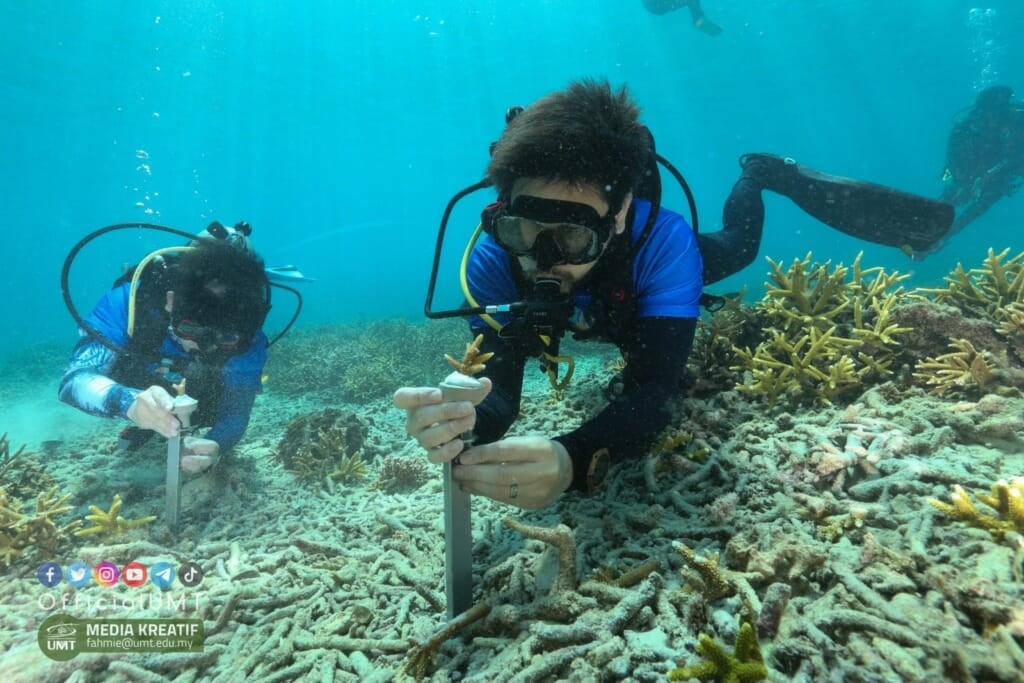 Daryl Foong planting coral by hand 1