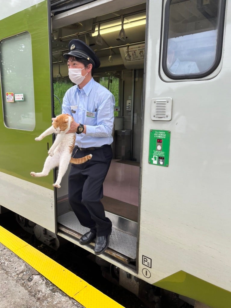 Cat in Japan Spotted Boarding Train Without Ticket, Train Gets Delayed ...