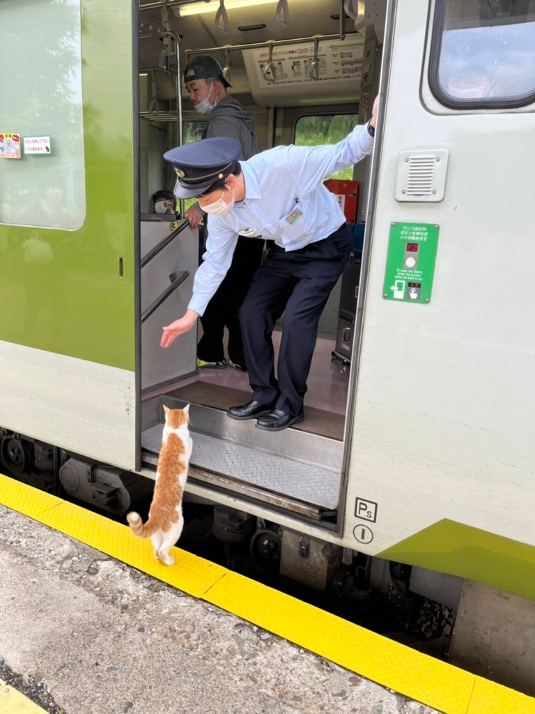 Cat in Japan Spotted Boarding Train Without Ticket, Train Gets Delayed ...
