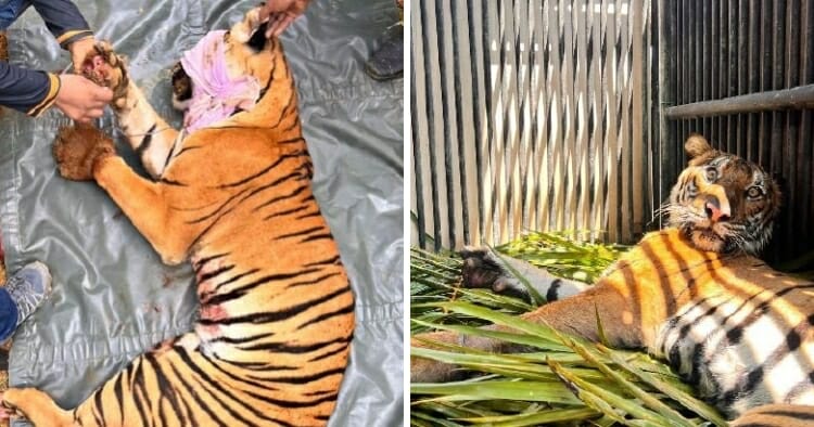 feat image female malayan tiger saved