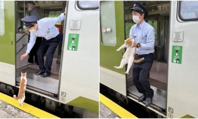Japanese Cat Train