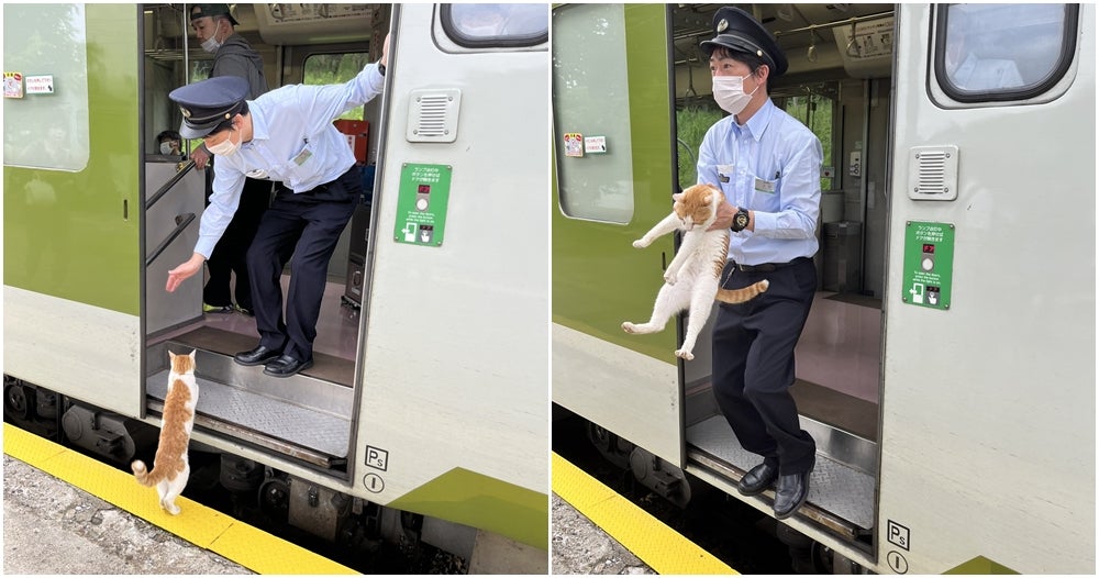 Japanese Cat Train