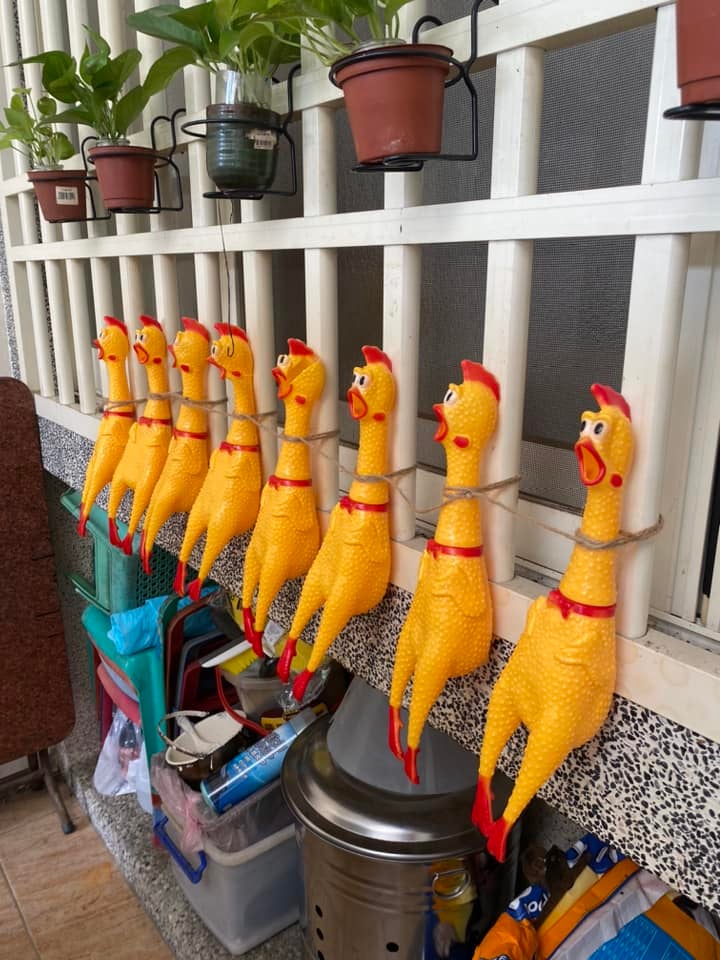 plastic chicken parking 3