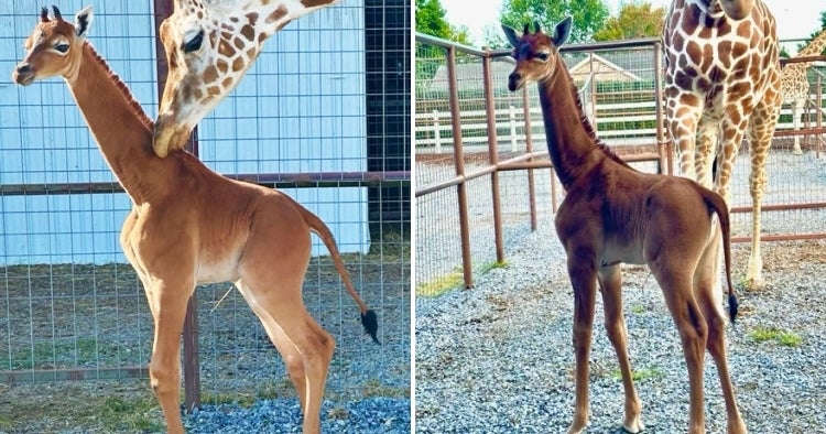 feat image spotless giraffe