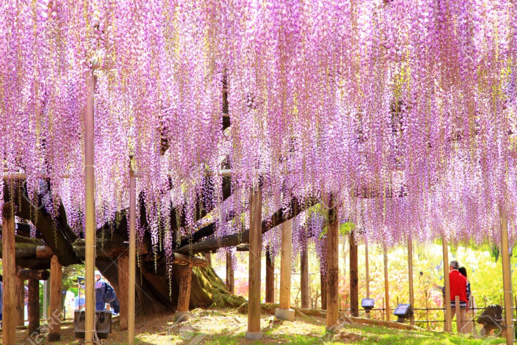 170095318 purple wisteria ajiji flower park