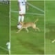 Doggo Steal Ball Football Match