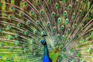 peacock pen alluring yet lure 65894