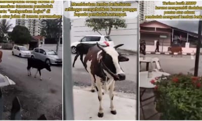 Penang Residential Area Cows