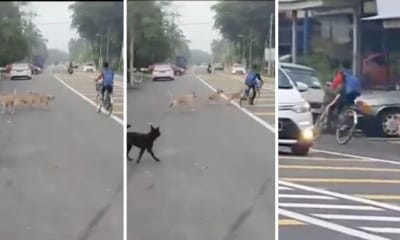 Feat Image Chased By Stray Dogs