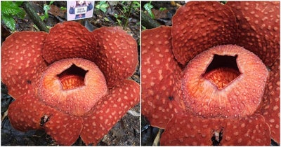 Sarawak-Rafflesia-Bloom