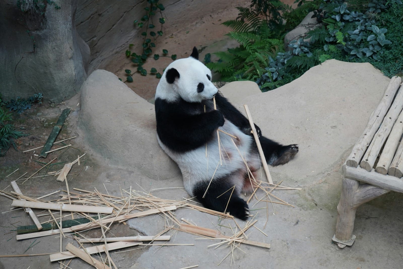 zoo negara panda