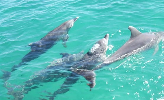 Dolphin Tangalooma Island Resort2