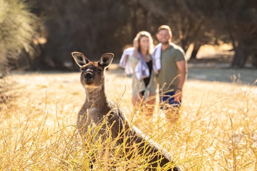 Kangaroo Tourism Australia 3