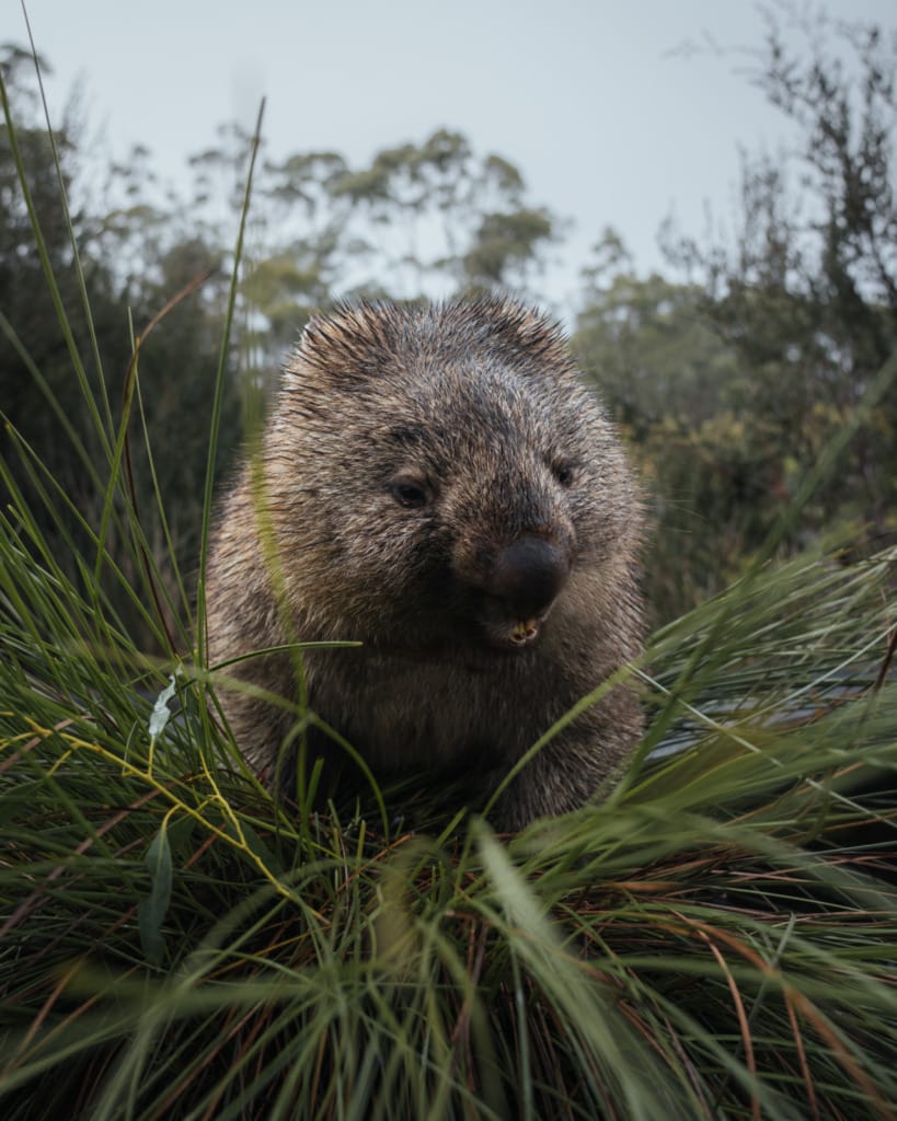 Wombat Tourism Tasmania 2