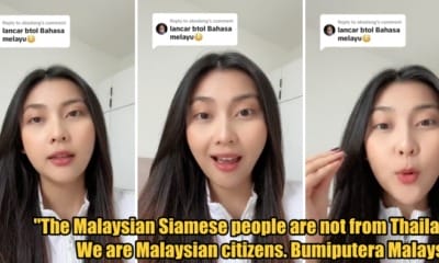 Feat Image Cute Malaysian Siamese