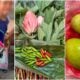 Give Produce To Teacher Perak