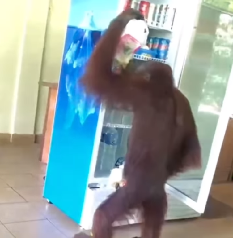 Orang Utan Fridge 2 1