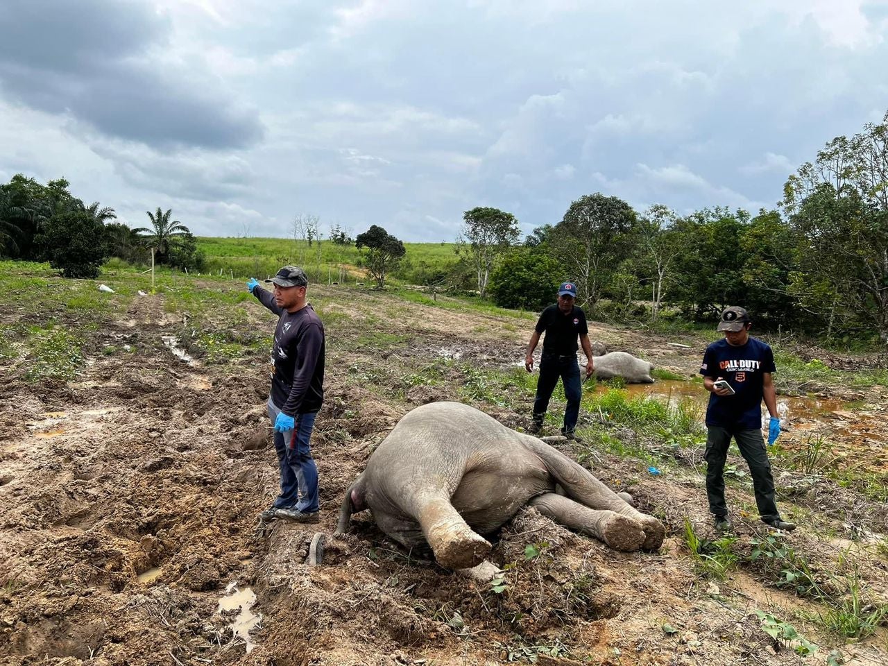 Elephant Dead Johor 2