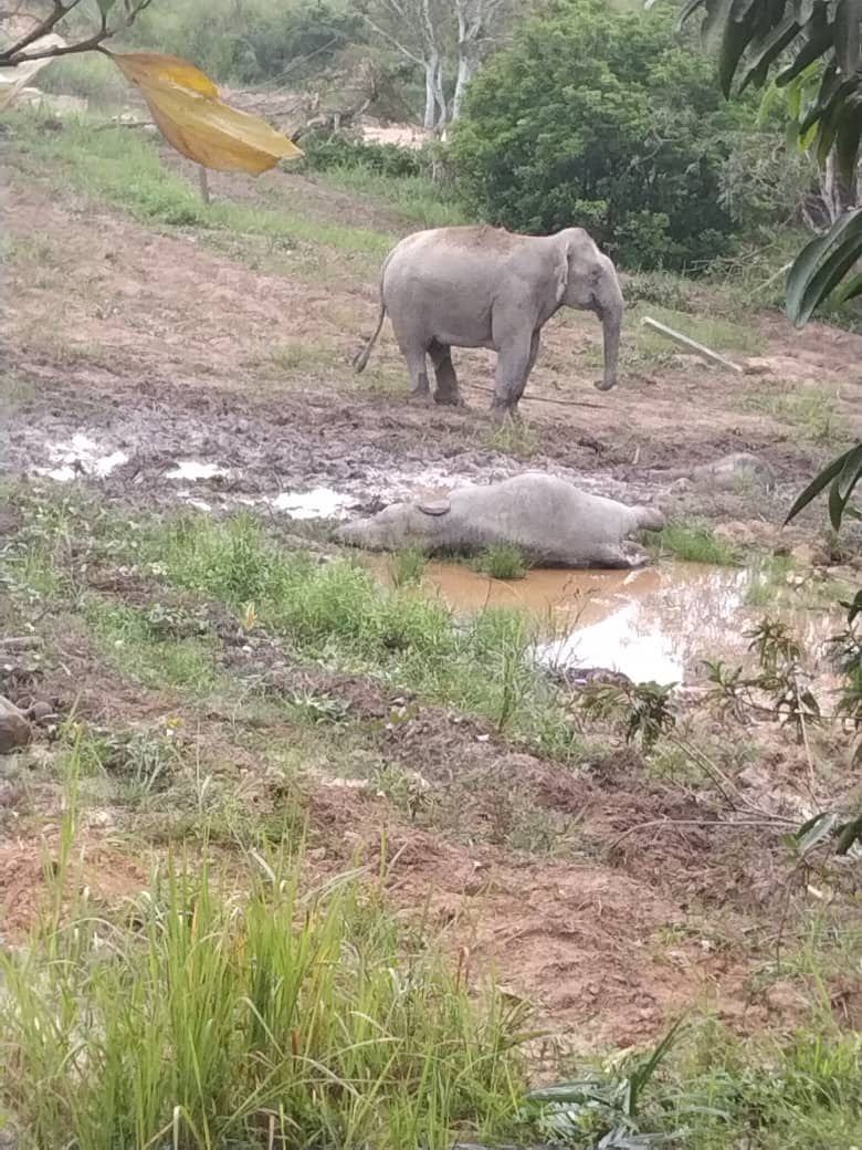 Elephant Dead Johor