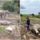 Elephants Dead Johor