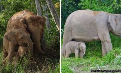 Feat Image Borneo Elephant