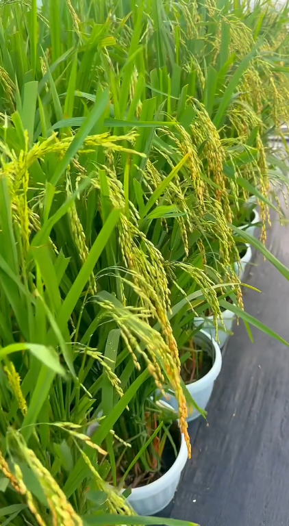 Plant Paddy At Home Get Rice 1