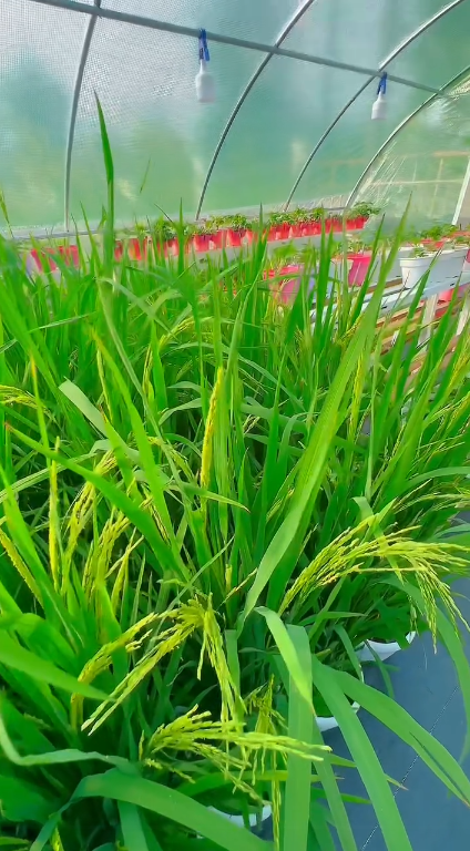 Plant Paddy At Home Get Rice 4