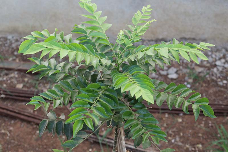 How To Grow Curry Leaf Trees Cover
